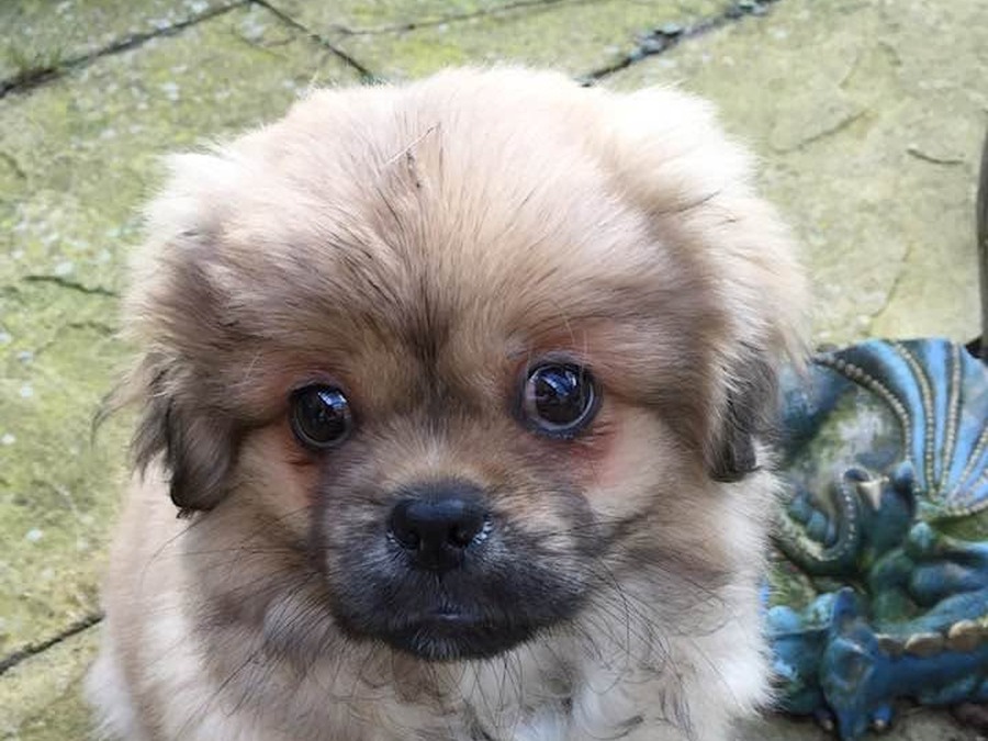 The real Timmy as a puppy