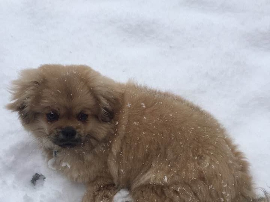 The real Timmy in the snow